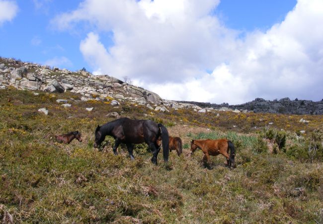Casa rural em Terras de Bouro - Casa da Mota Casa rural em Terras de Bouro - Casa da Mota
