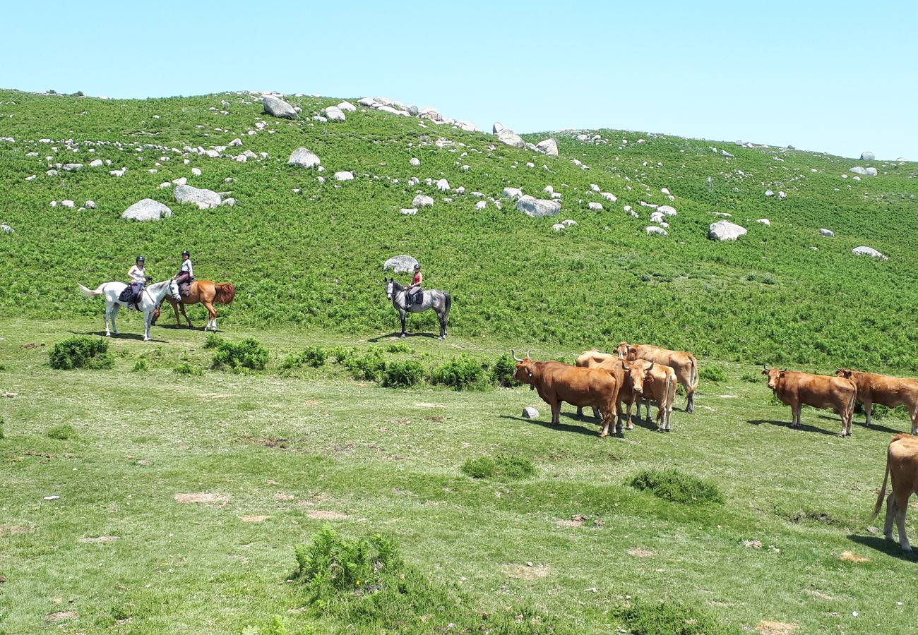 Cottage in Terras de Bouro - Rural house with swimming pool