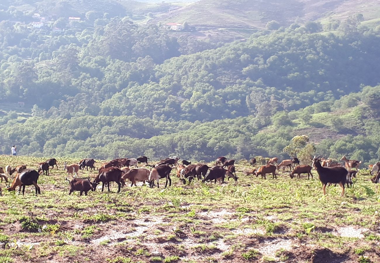 Cottage in Terras de Bouro - Rural house with swimming pool