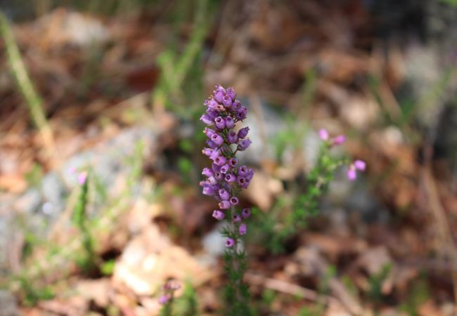 Casa rural en Terras de Bouro - Casa da Mota Casa rural en Terras de Bouro - Casa da Mota